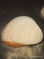 Dinocardium robustum
