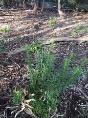 Chrysocephalum semipapposum