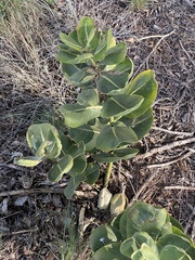 Asclepias latifolia