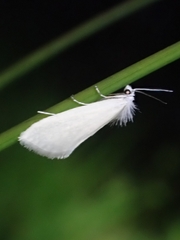 Tipanaea patulella