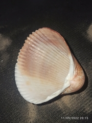 Dinocardium robustum