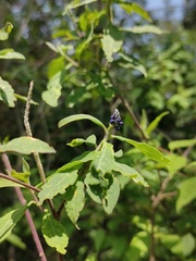 Monnina