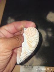 Dinocardium robustum