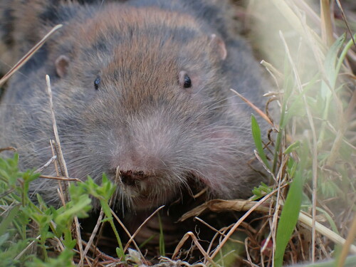 Northern Pocket Gopher