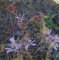 Aster biennis