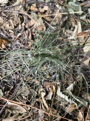 Equisetum fluviatile