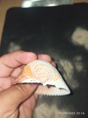 Dinocardium robustum