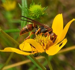 Polistes dorsalis