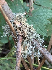 Evernia prunastri