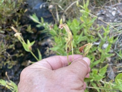 Erythranthe erubescens