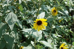 Helianthus argophyllus