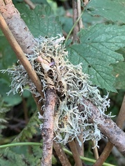 Evernia prunastri
