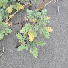 Ambrosia chamissonis