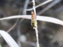 Sphaerophoria contigua