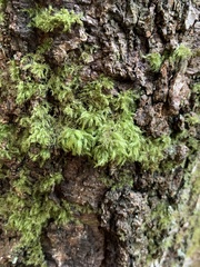 Pseudisothecium myosuroides