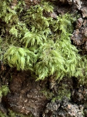 Pseudisothecium myosuroides