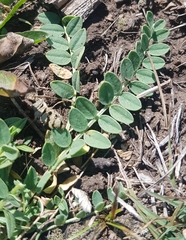 Astragalus laxmannii
