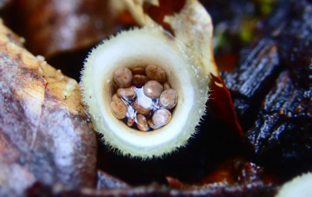 woolly bird's nest fungus from Tasman District, Tasman, New Zealand on