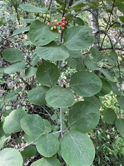 Viburnum carlesii