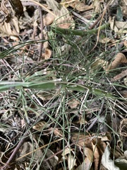 Equisetum fluviatile