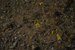 Centromadia fitchii