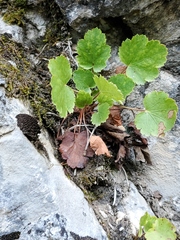 Heuchera cylindrica