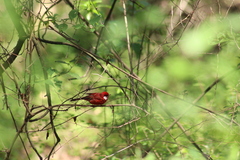 Cardellina rubra