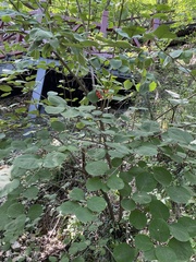 Viburnum carlesii