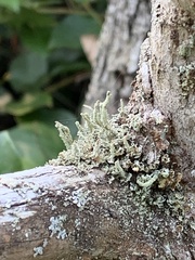 Cladonia ochrochlora