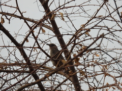 Campylorhynchus yucatanicus