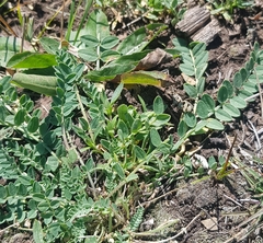 Astragalus laxmannii