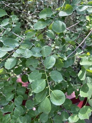 Viburnum carlesii