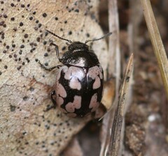 Calligrapha multiguttata