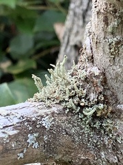 Cladonia ochrochlora