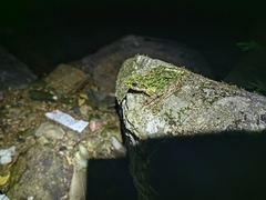 Odorrana tianmuii