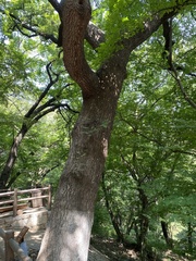 Quercus variabilis