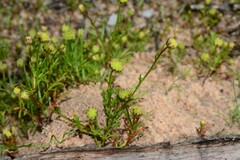Brachyscome perpusilla