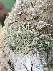 Cladonia ochrochlora