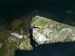 Odorrana tianmuii