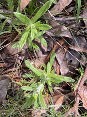 Coronidium scorpioides