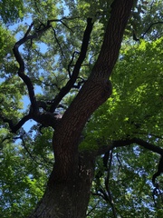 Quercus variabilis