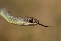Coluber constrictor mormon