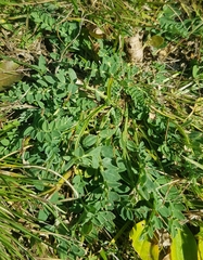 Astragalus laxmannii