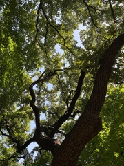 Quercus variabilis