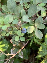 Vaccinium uliginosum