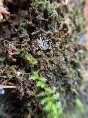 Ceratiomyxa fruticulosa