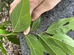 Celtis tetrandra