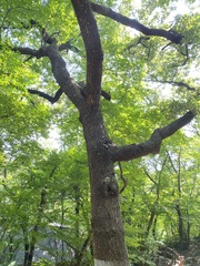 Quercus variabilis
