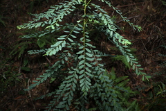 Phyllanthus