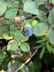 Vaccinium uliginosum